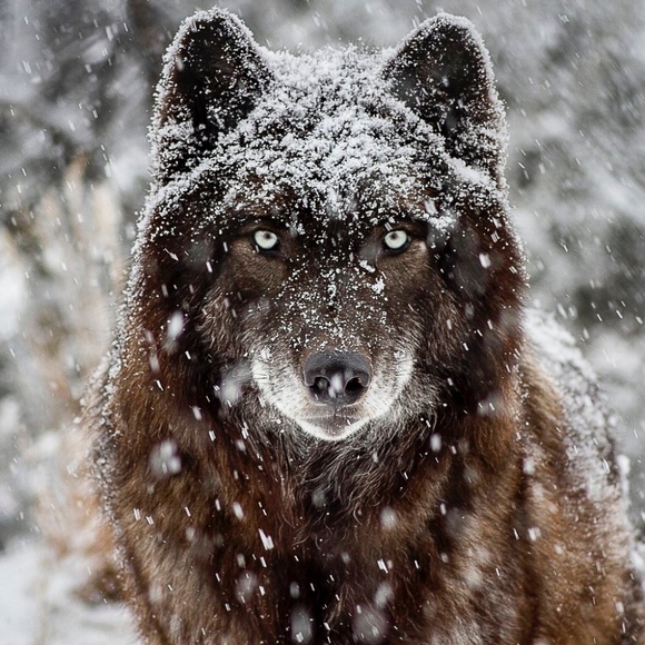 theluxurywolf